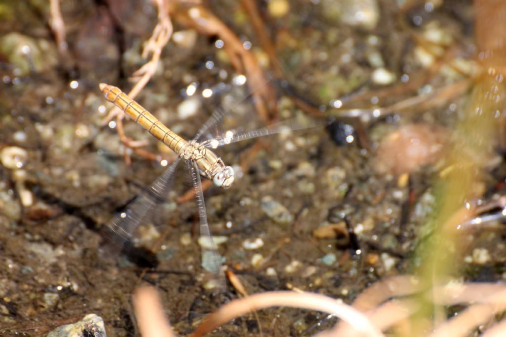 Orthetrum brunneum femmina